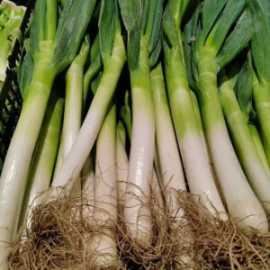 Organic Green Onion Thick and Full Fresh Vegetable Export Quality