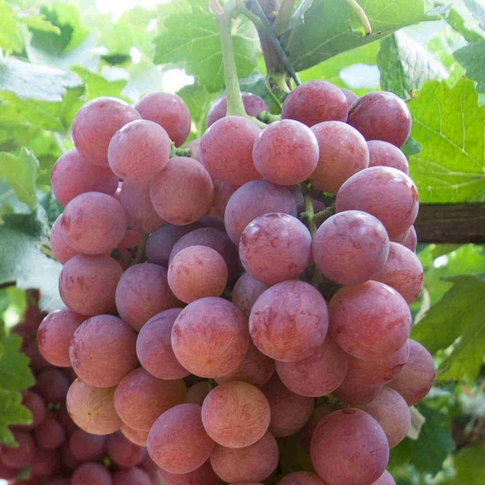 Premium Organic Seedless Red Globe Grapes – Fresh, Juicy & Naturally Sweet