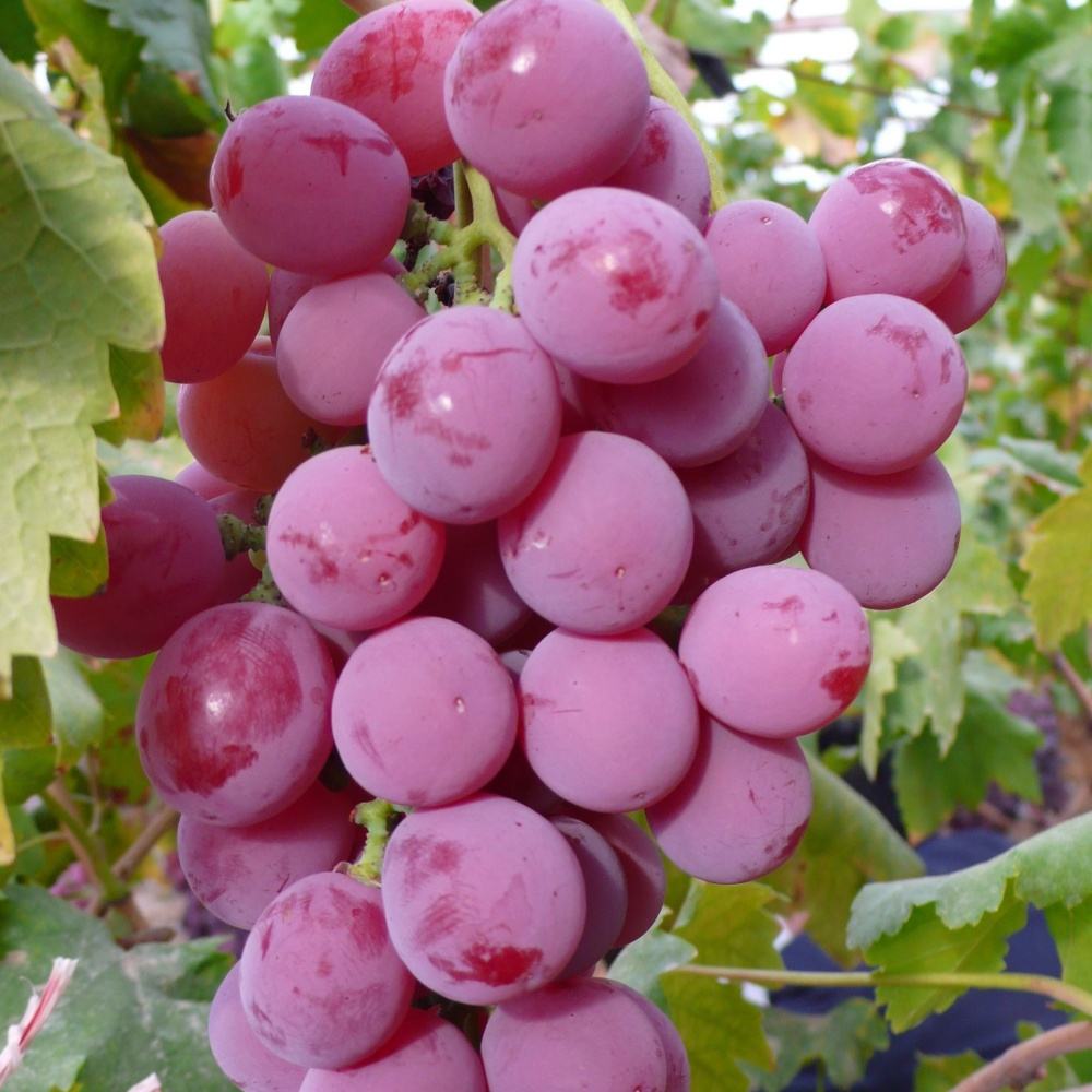 Organic Red Globe Grapes - Image 2
