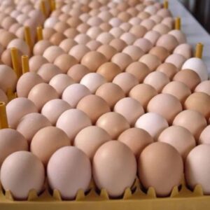 Fresh Chicken Farmed Eggs
